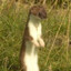 THEWEASEL