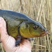 Sliski Lin ******* *********