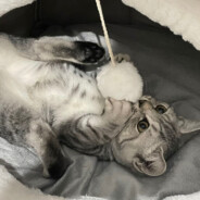 翻斗花园开银趴，我要先入壮壮妈