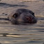 lucille the seal