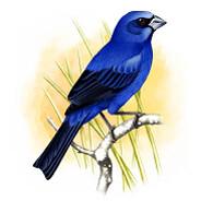 𝓪𝔃𝓾𝓵𝓪𝓸 🐦