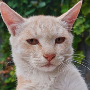 超级无敌大懒狗