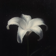 菊花没有她的菊花香