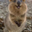 Quokka