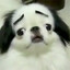 Ham Dog