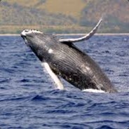 a northwestern humpback whale
