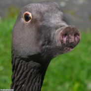 Ебло утиное