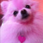PINK DOG