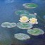 waterlilies