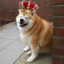 King_Dogo