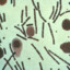 Bacillus anthracis