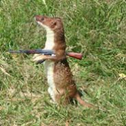 Stoat - steam id 76561197961443503