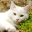 White Cat