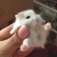 Big Avatar