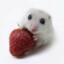 lil fella with a strawberry