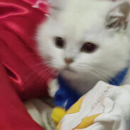 难铜比赛守银差点摄金