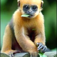 Golden Monkey