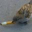 Colonel Honkers