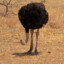 That Ostrich