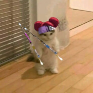 地球没了小狗还能转？硬撑罢了