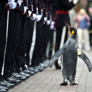 Mayopinguin