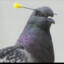 tuiyuo