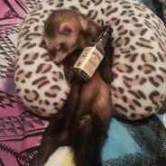 The Fresno Ferret