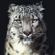IndianSnowLeopard