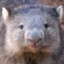 Domestic Wombat