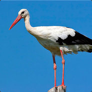 LEYLEK - steam id 76561198121927860