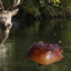 Freshwater Horseshoe Crab