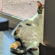 Scarlet'sFever avatar