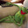 urlfriends avatar