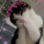 paprykarz/Cats™