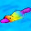 Rainbow_Platypus