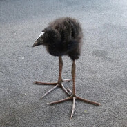 Big Feet Pukeko