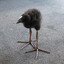 Big Feet Pukeko