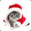 Santas Cat