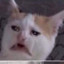 mreow