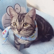 芒芒甘露椰子冻