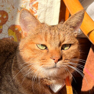 我必须立刻鲨鱼