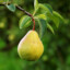 Apeartree mini