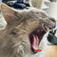 Yawning Goobie