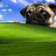 pugalicious