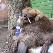 HUGE beaver