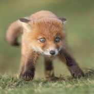 外星人驾驶UFO毁灭地球