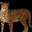 Cheeter’s avatar