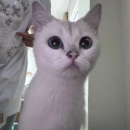 娜娜娜娜娜娜娜