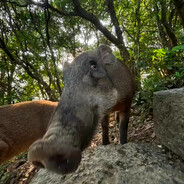 翻斗花园潇洒哥