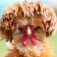 Chicken Chicken